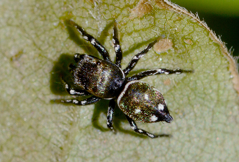 Salticidae da det.